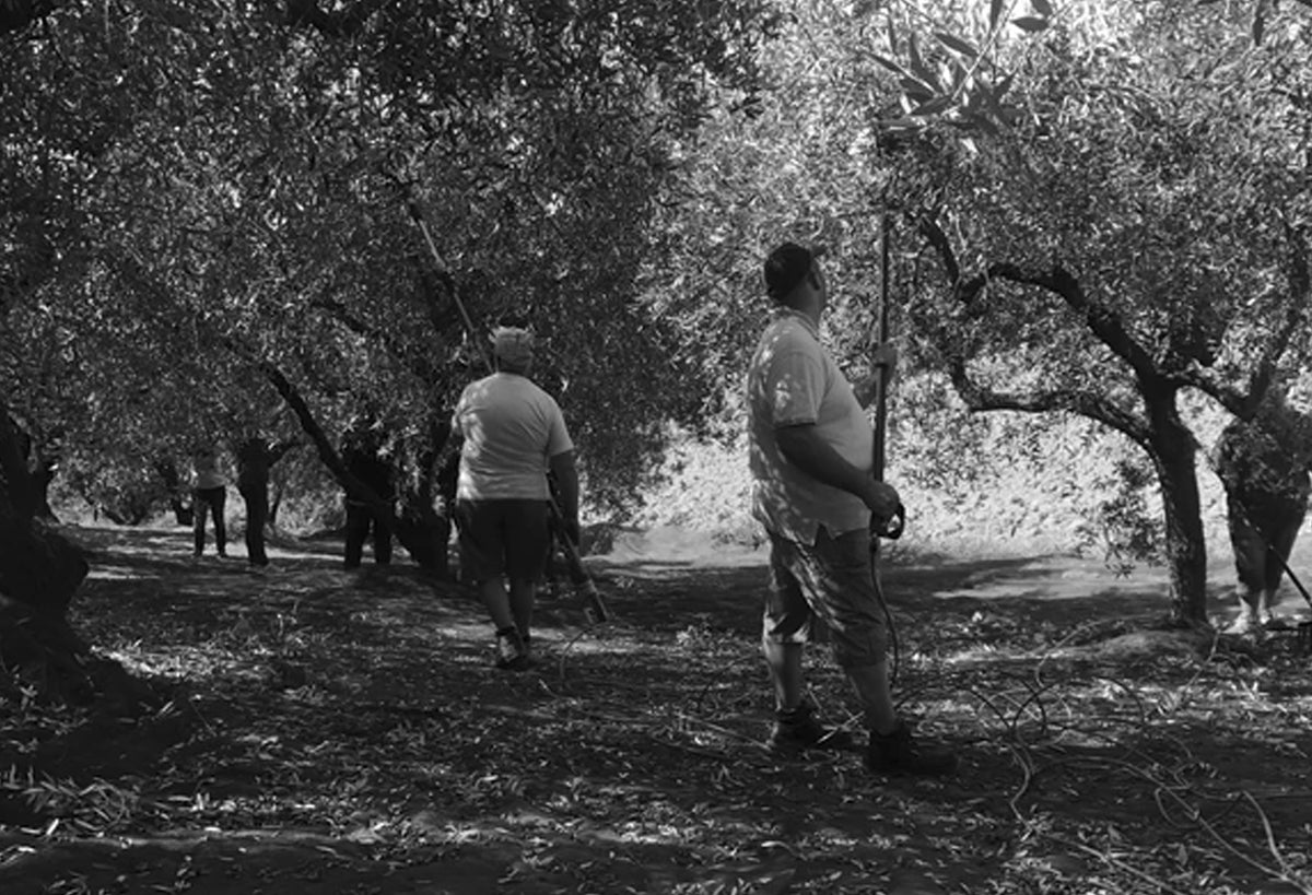 Workers harvesting olives in a grove with mature olive trees and fallen fruit on the ground.