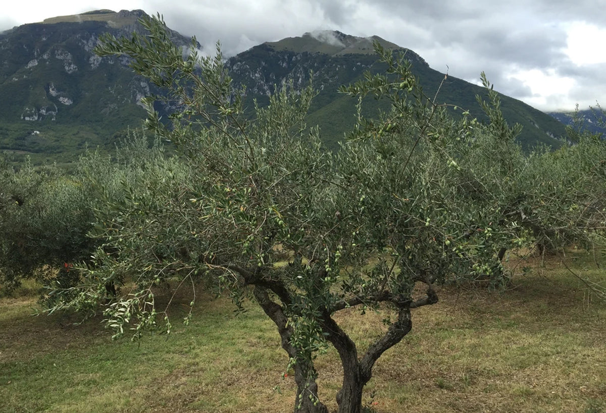 Olive trees with green foliage growing in a field beneath mountains under cloudy sky.