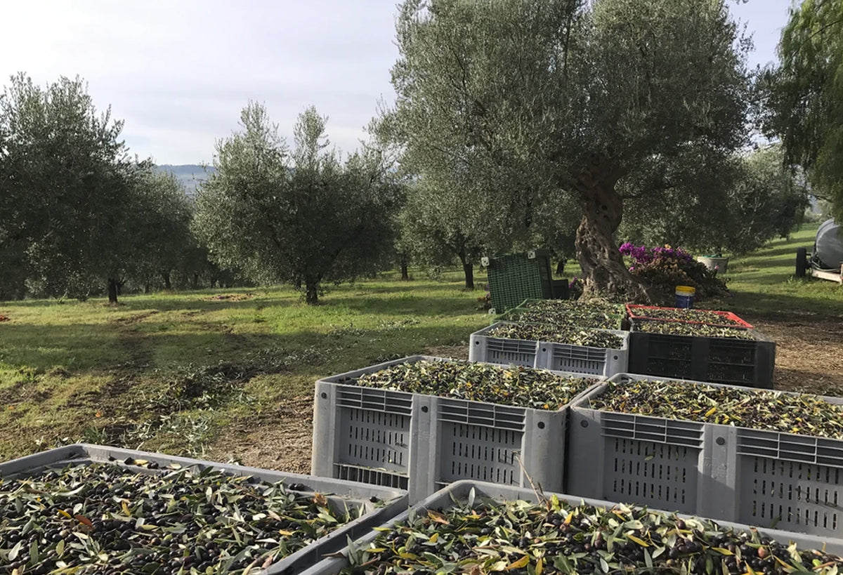 Harvested olives in plastic crates at an olive grove with mature olive trees in background.