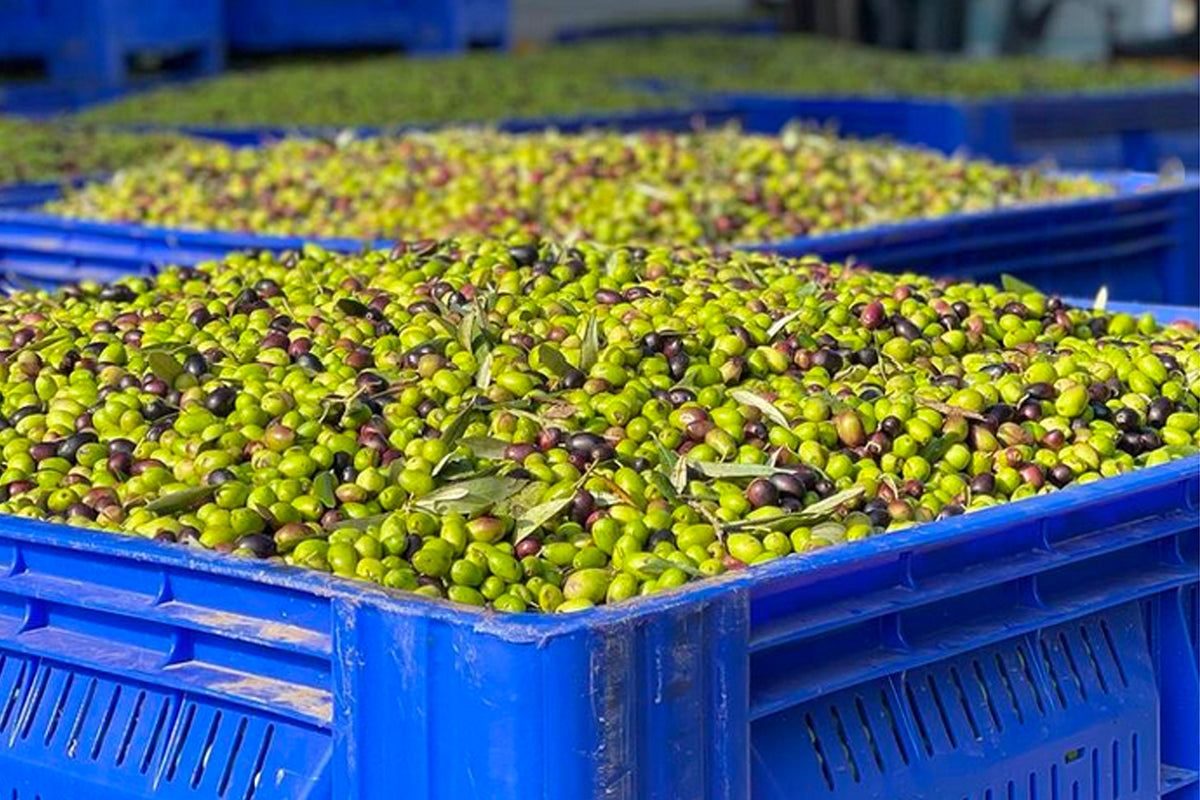 Green and black olives with stems in blue harvest crates.